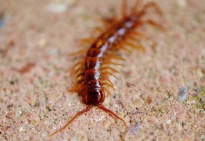 centipede in crawl space