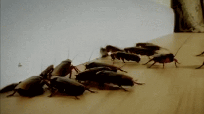 Crawl space roaches