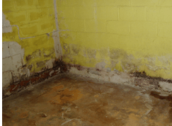 Mold on Basement Wall